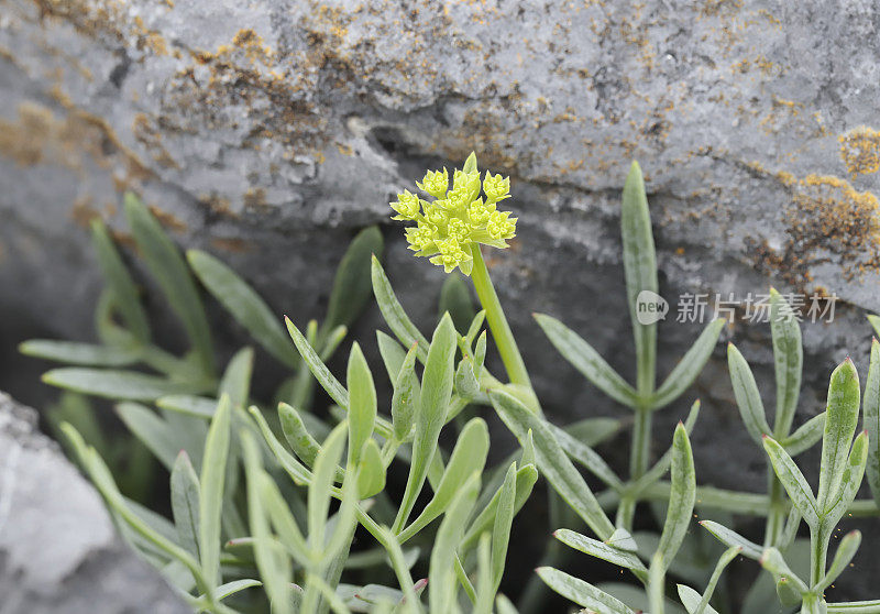 摇滚海篷子(Crithmum maritimum)